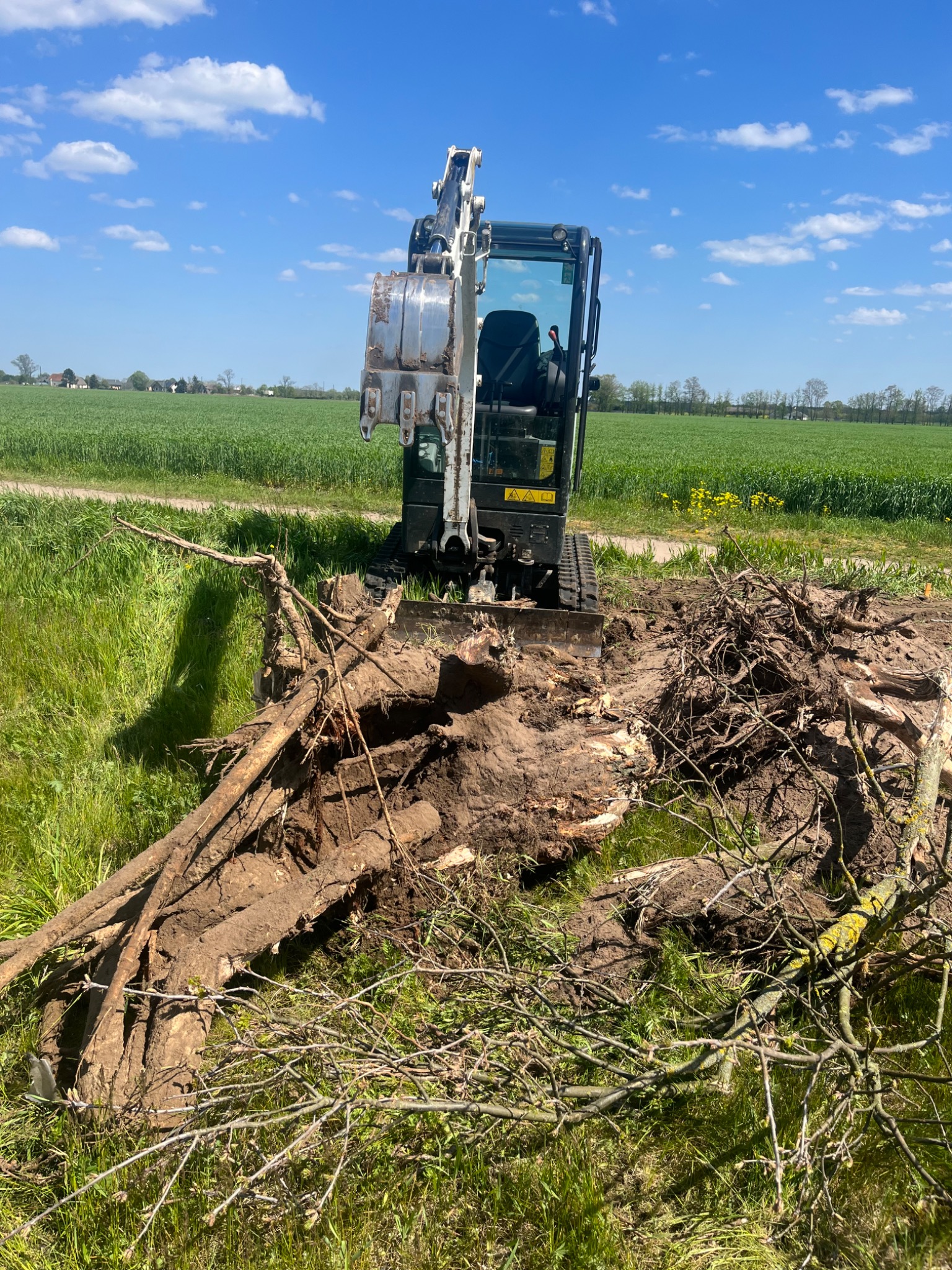 Mini koparka stojąca nad wykopanym pniem drzewa z widocznymi korzeniami i resztkami gałęzi, w tle zielone pole i błękitne niebo.