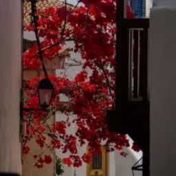 Uliczka w śródziemnomorskim miasteczku z kwitnącą bugenwillą, widok zza rogu budynku na białe ściany, drewniane drzwi, balkon z niebieskimi okiennicami i ozdobną latarnię.