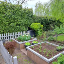 Podwyższone rabaty w ogrodzie z warzywami i kwiatami, otoczone niskim, białym płotkiem, z żywopłotem w tle.