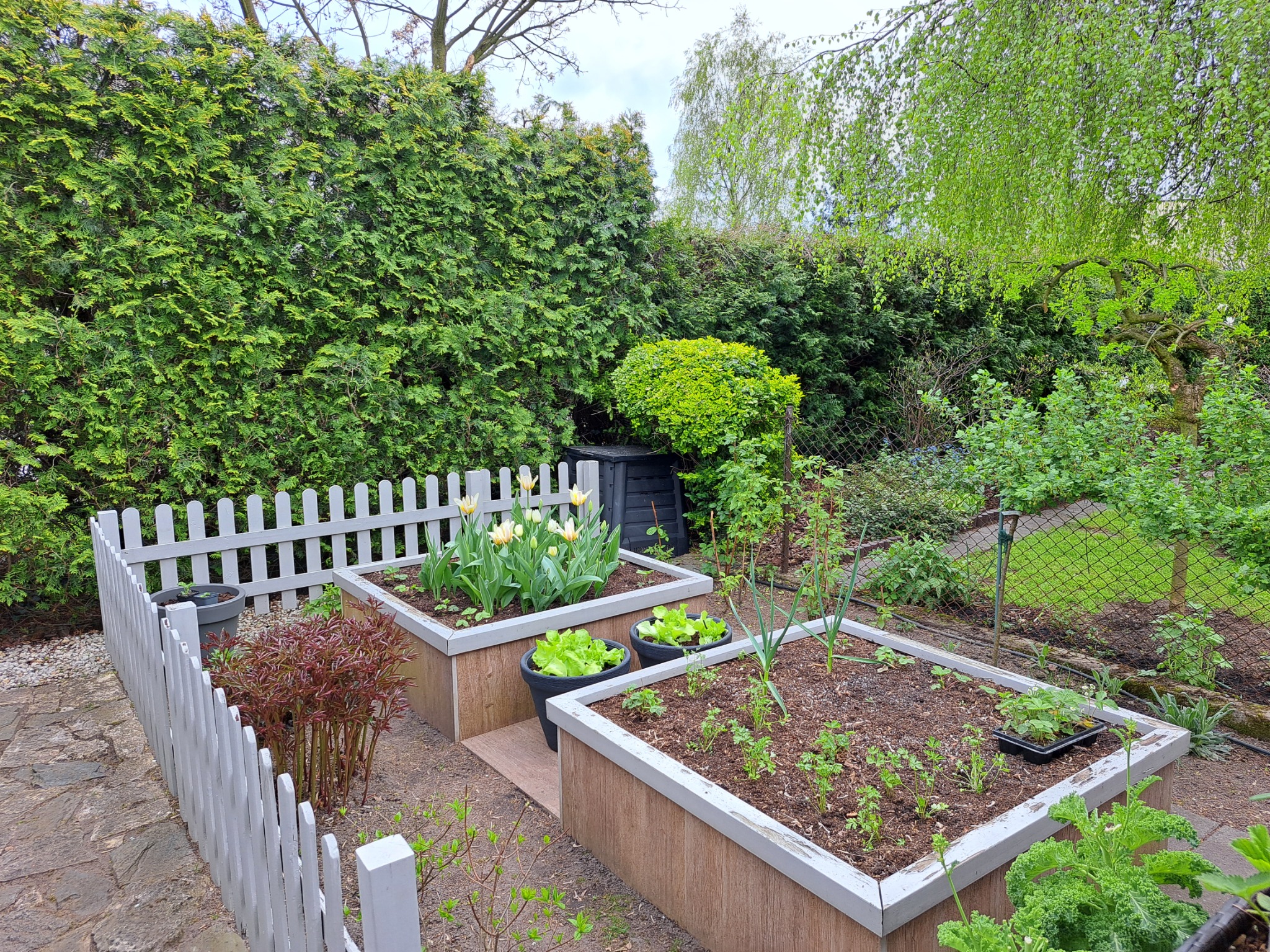 Podwyższone rabaty w ogrodzie z warzywami i kwiatami, otoczone niskim, białym płotkiem, z żywopłotem w tle.