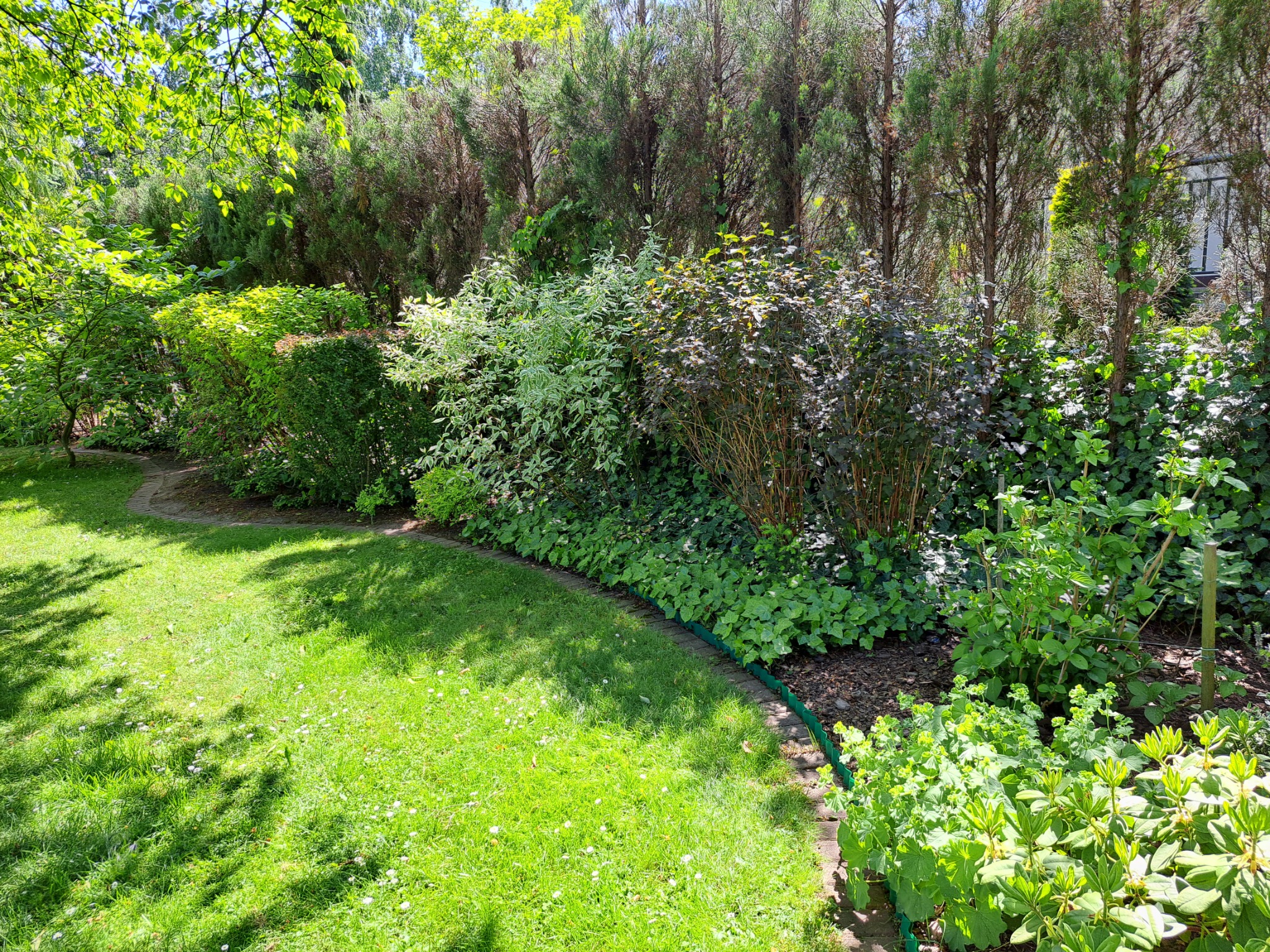 Utrzymany w dobrej kondycji trawnik z kwitnącymi stokrotkami, obrzeże z kostki, różnorodne krzewy ozdobne i wysokie tuje w tle, tworzące zieloną ścianę.