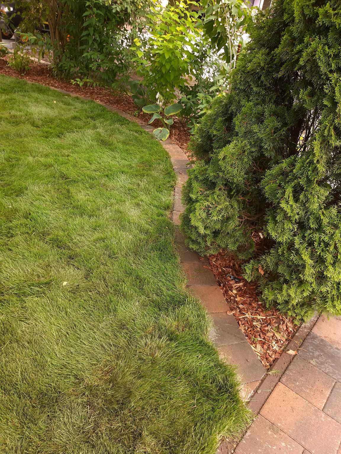 Świeżo założony trawnik z obrzeżem z kostki brukowej i korą, widok z poziomu gruntu.