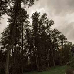 Wycinka drzew Łódź 2