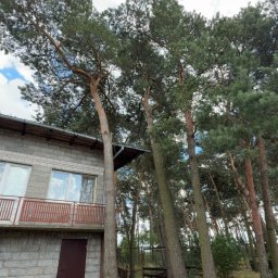 Wycinka drzew Łódź 3