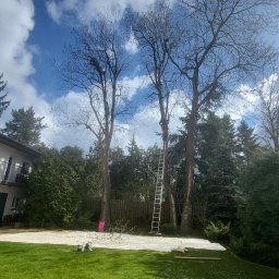 KrysDach - Pracownik na drabinie przy wysokim drzewie podczas przycinania gałęzi. W tle dom i zielony trawnik z opadłymi gałązkami. Błękitne niebo z chmurami.