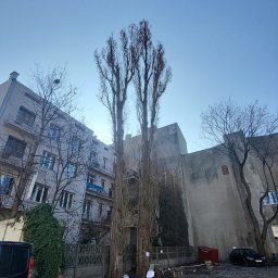 KrysDach - Wysokie, smukłe drzewa bez liści, z widocznymi śladami przycinania gałęzi, na tle miejskiego krajobrazu z budynkami i ogrodzeniem. Widoczne narzędzia i gruz.