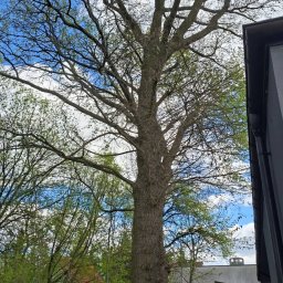 KrysDach - Wysokie drzewo liściaste z widoczną koroną i grubym pniem, rosnące w ogrodzie przy posesji z metalowym ogrodzeniem i budynkiem gospodarczym w tle, wiosenne oświetlenie.