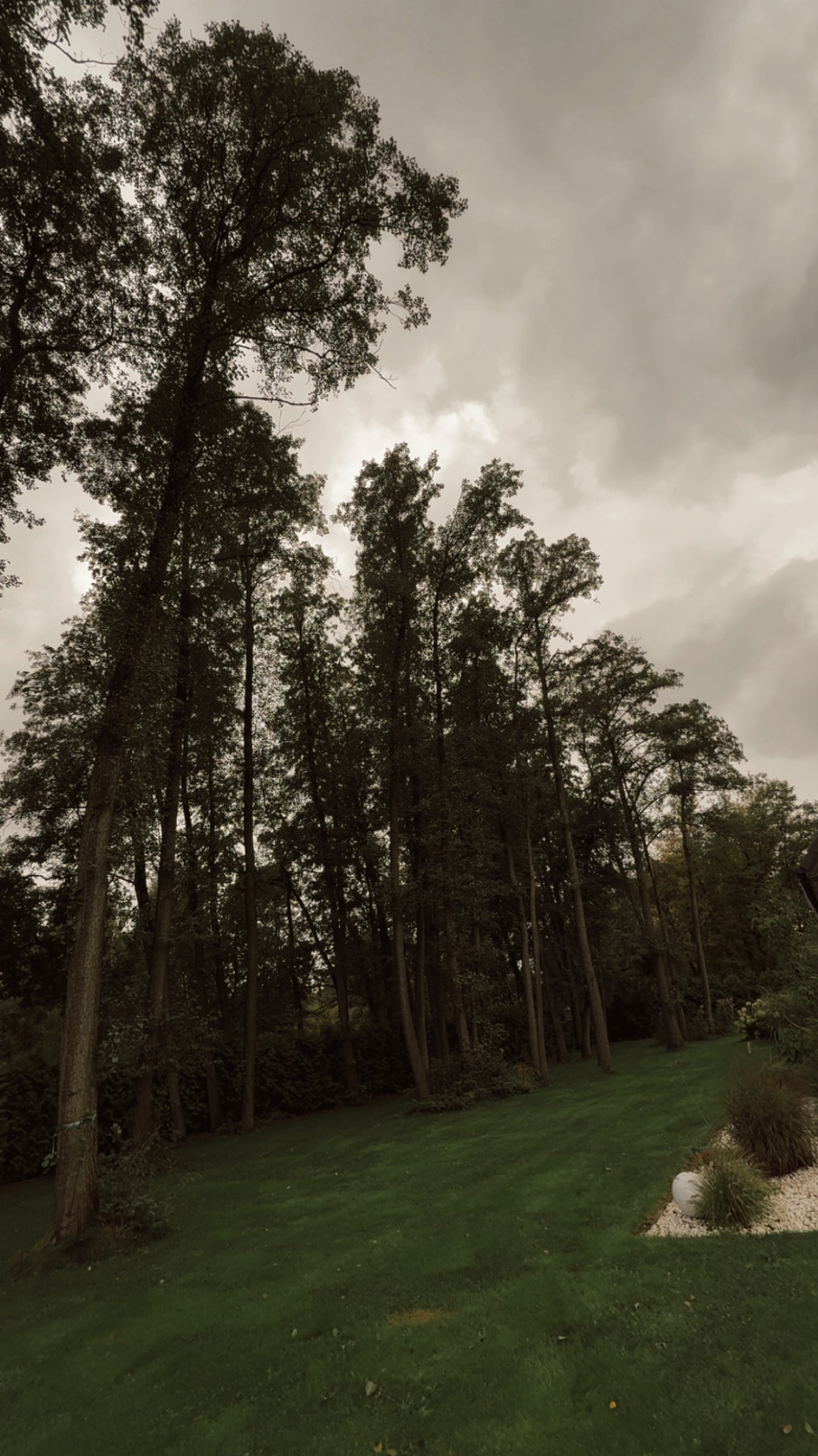 Zadbany trawnik i wysokie drzewa w Łodzi, sfotografowane pod kątem, z widocznym pochmurnym niebem. Elementy dekoracyjne z białego kamienia.