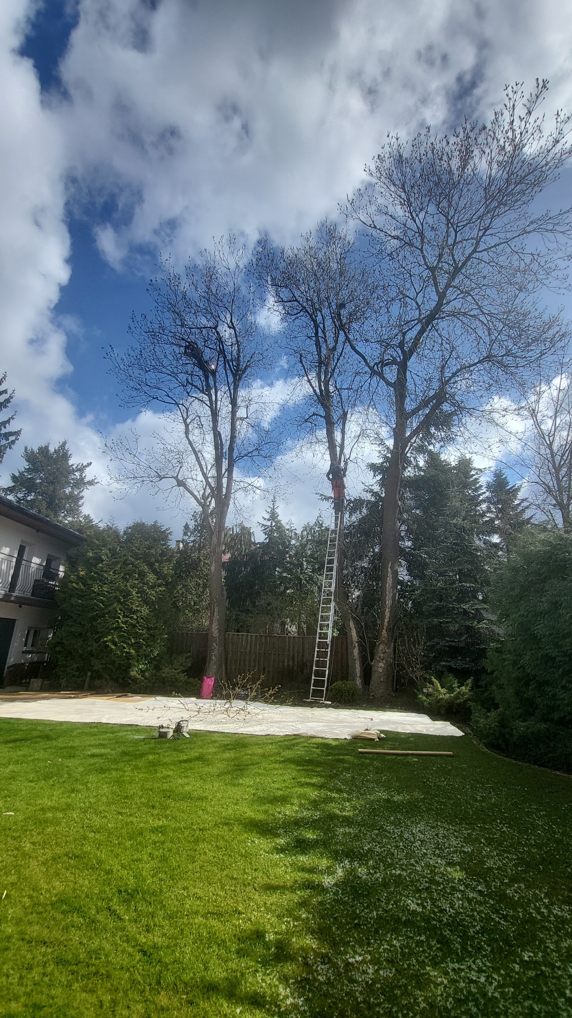 Pracownik na drabinie przy wysokim drzewie podczas przycinania gałęzi. W tle dom i zielony trawnik z opadłymi gałązkami. Błękitne niebo z chmurami.