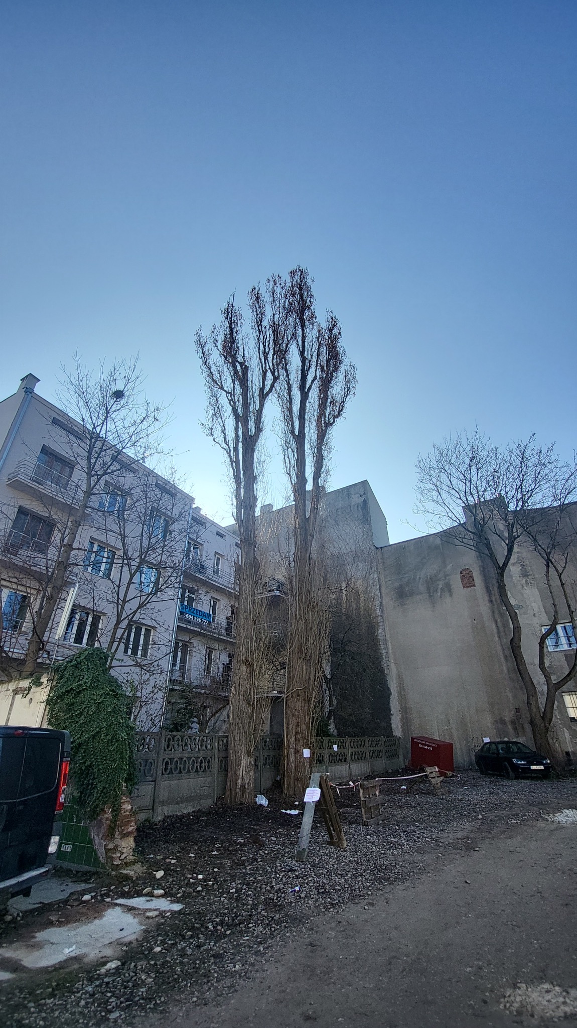Wysokie, smukłe drzewa bez liści, z widocznymi śladami przycinania gałęzi, na tle miejskiego krajobrazu z budynkami i ogrodzeniem. Widoczne narzędzia i gruz.