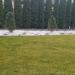 Widok na trawnik z młodymi drzewkami iglastymi posadzonymi wzdłuż ogrodzenia, podsypanymi białym kamieniem.