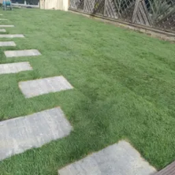 Świeżo założony trawnik z rolki, z wytyczoną ścieżką z szarych płyt betonowych, biegnącą wzdłuż drewnianego płotu.