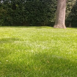 TRANSTECHNIK DZMITRY KARAVAI - Zadbany trawnik z drzewem w tle, krzewy iglaste tworzą żywopłot. Ciemnozielona, gęsta trawa, równo skoszona, oświetlona słońcem. Perspektywa z dołu podkreśla głębię.