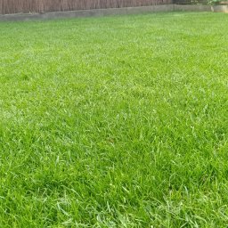 TRANSTECHNIK DZMITRY KARAVAI - Soczysta, równo skoszona trawa na tle plecionej maty i zielonego ogrodzenia. Perfekcyjny trawnik, gęsta darń, idealny do relaksu w ogrodzie.