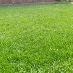 Soczysta, równo skoszona trawa na tle plecionej maty i zielonego ogrodzenia. Perfekcyjny trawnik, gęsta darń, idealny do relaksu w ogrodzie.