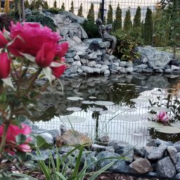 TRANSTECHNIK DZMITRY KARAVAI - Oczko wodne z kaskadą skalną i figurką syreny, otoczone roślinnością i różami w pierwszym planie. W tle widoczny płot i drzewa iglaste.