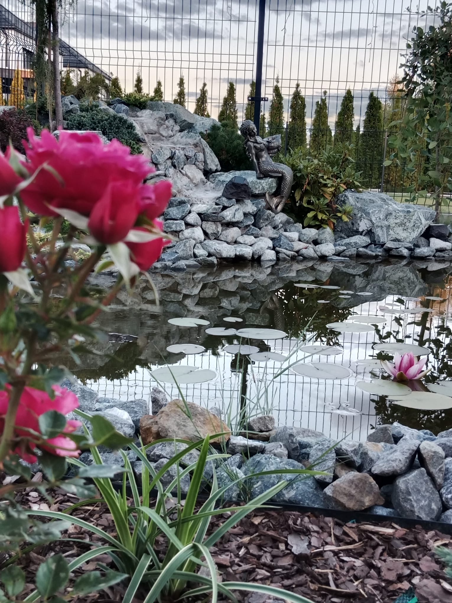 Oczko wodne z kaskadą skalną i figurką syreny, otoczone roślinnością i różami w pierwszym planie. W tle widoczny płot i drzewa iglaste.