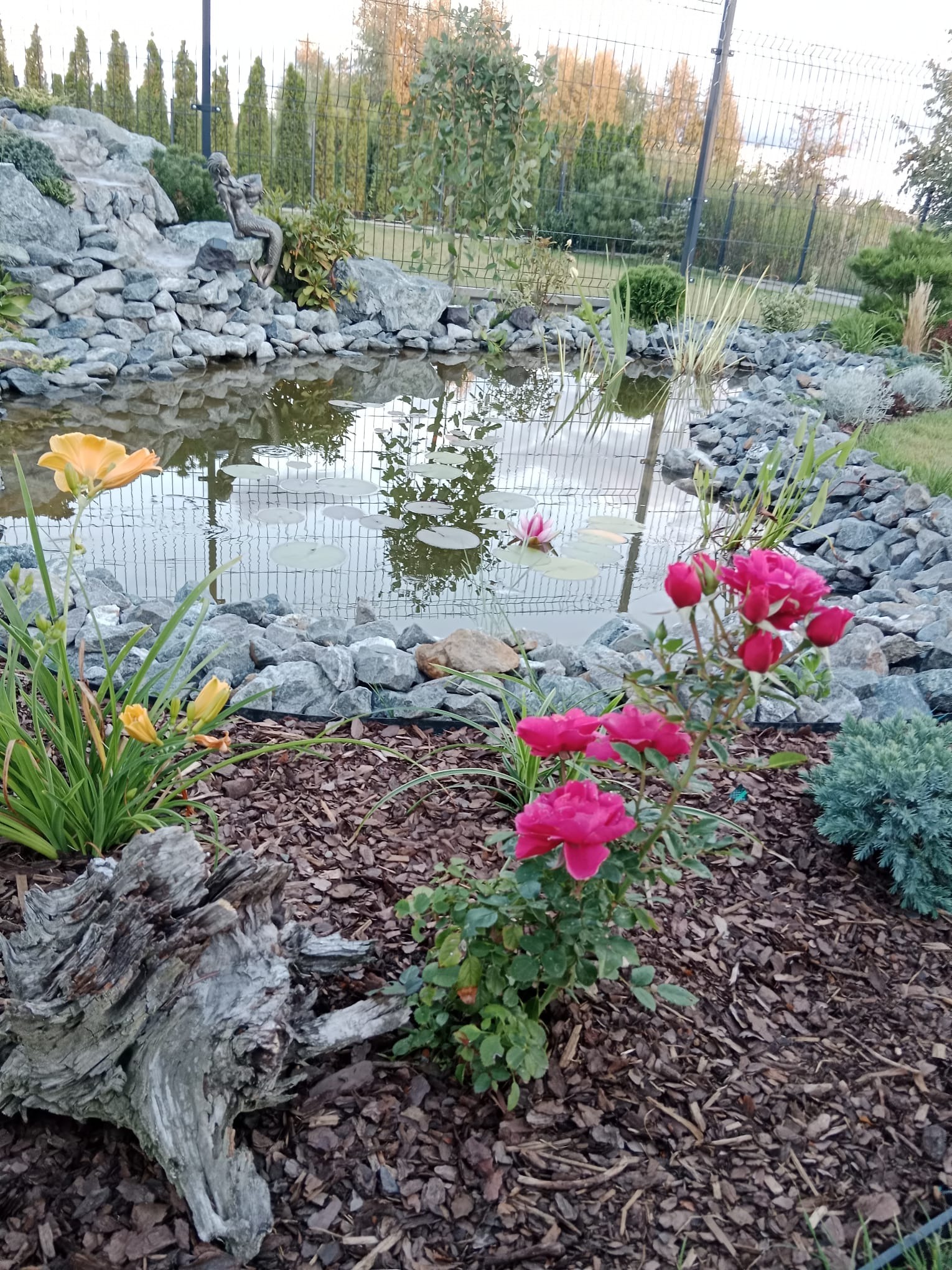 Oczko wodne z kaskadą skalną, otoczone roślinnością: liliami wodnymi, różami i bylinami. Dekoracyjne drewno na pierwszym planie, w tle siatka ogrodzeniowa.