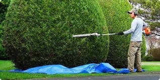 Ogrodnik przycina ozdobne krzewy nożycami elektrycznymi, zabezpieczając teren niebieską folią. Prace ogrodowe w słoneczny dzień.