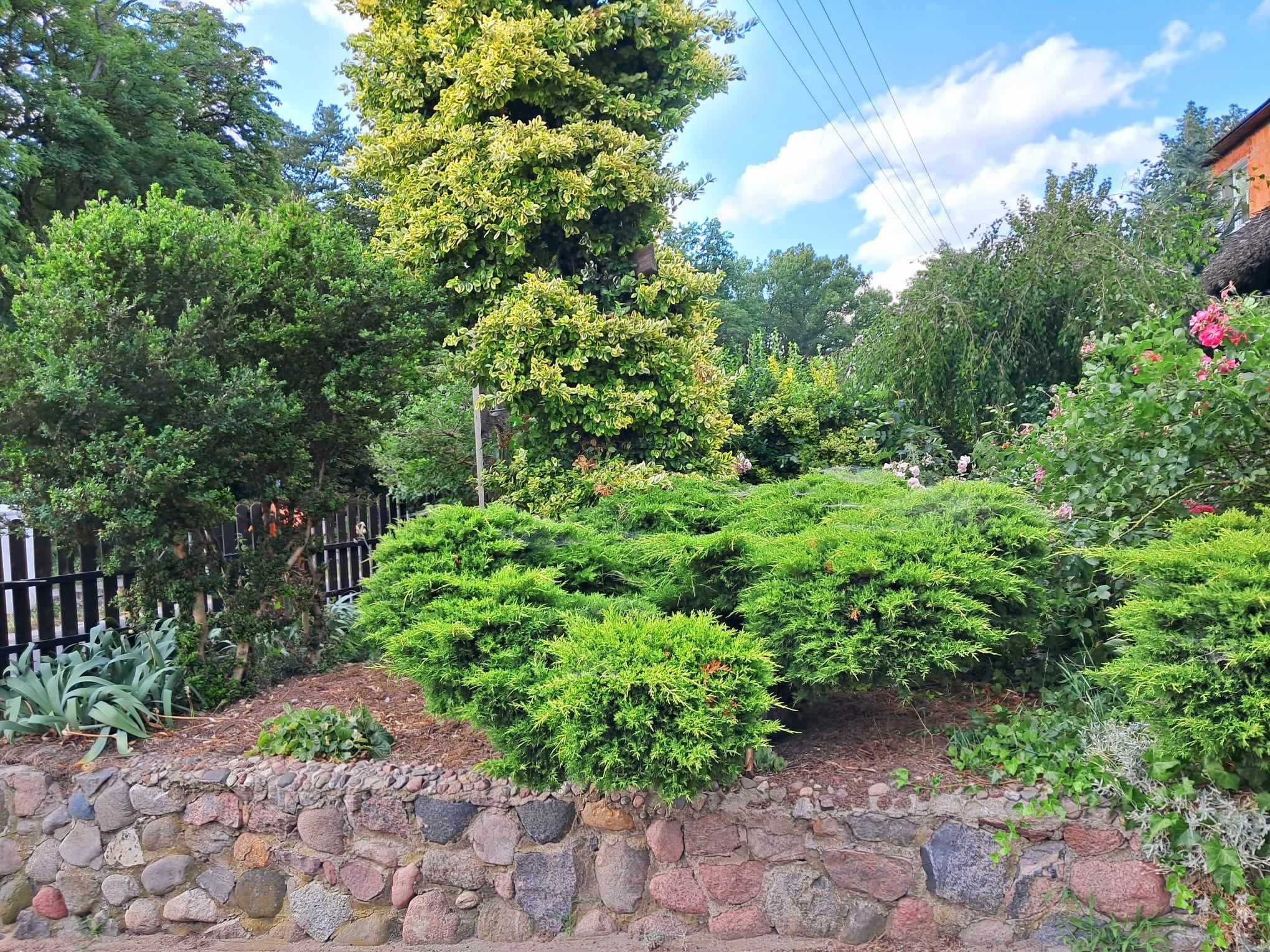 Ogród z niskimi krzewami iglastymi na tle kamiennego murku, z widocznymi drzewami liściastymi i fragmentem budynku w tle.