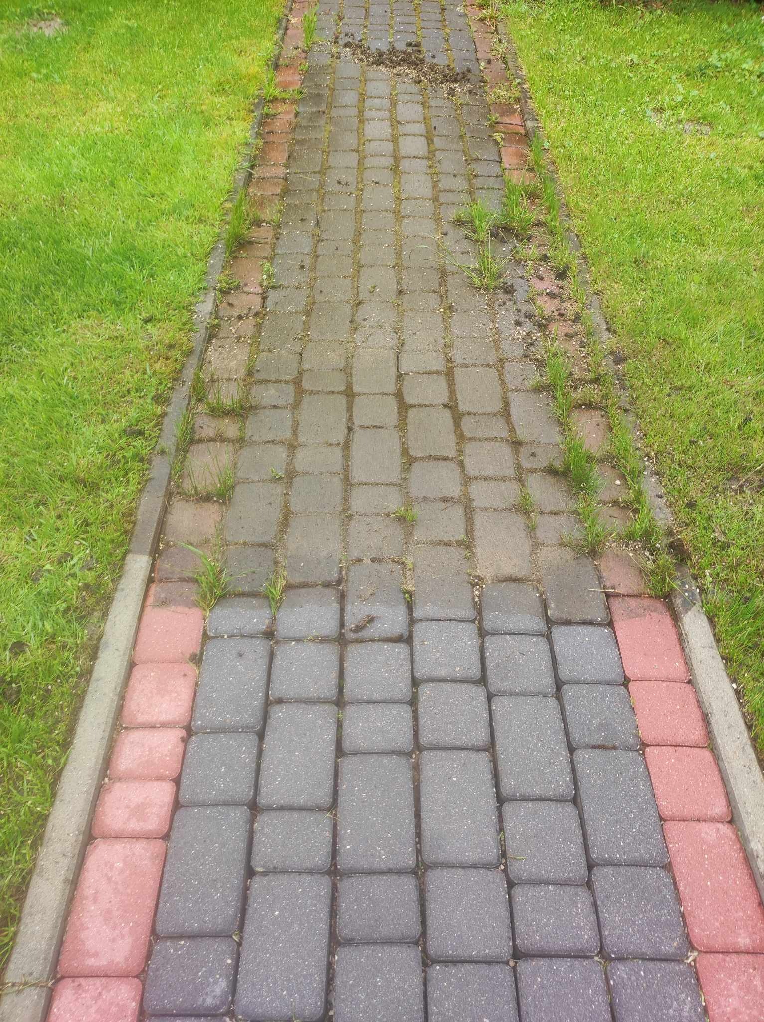 Częściowo oczyszczona kostka brukowa na ścieżce ogrodowej, widoczna różnica w kolorze między umytą a zabrudzoną powierzchnią, zarośnięta trawą w szczelinach.