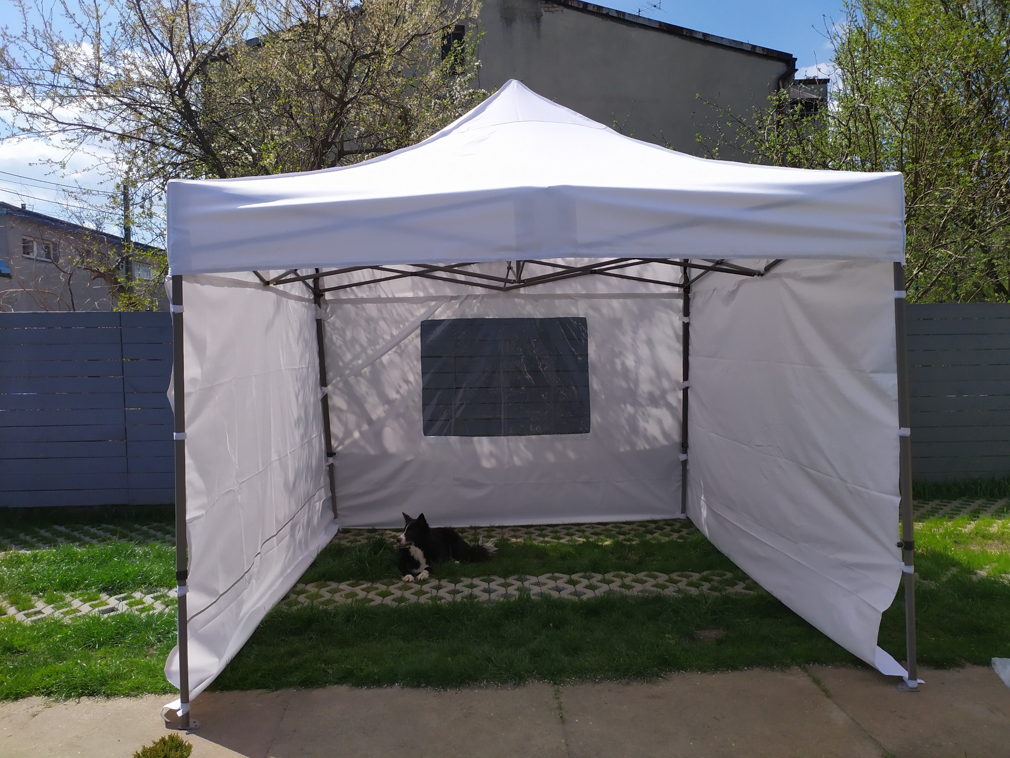 Rozłożony biały namiot z widocznym czarno-białym psem leżącym w środku na trawie z betonowymi płytami, w tle budynek i drzewa.