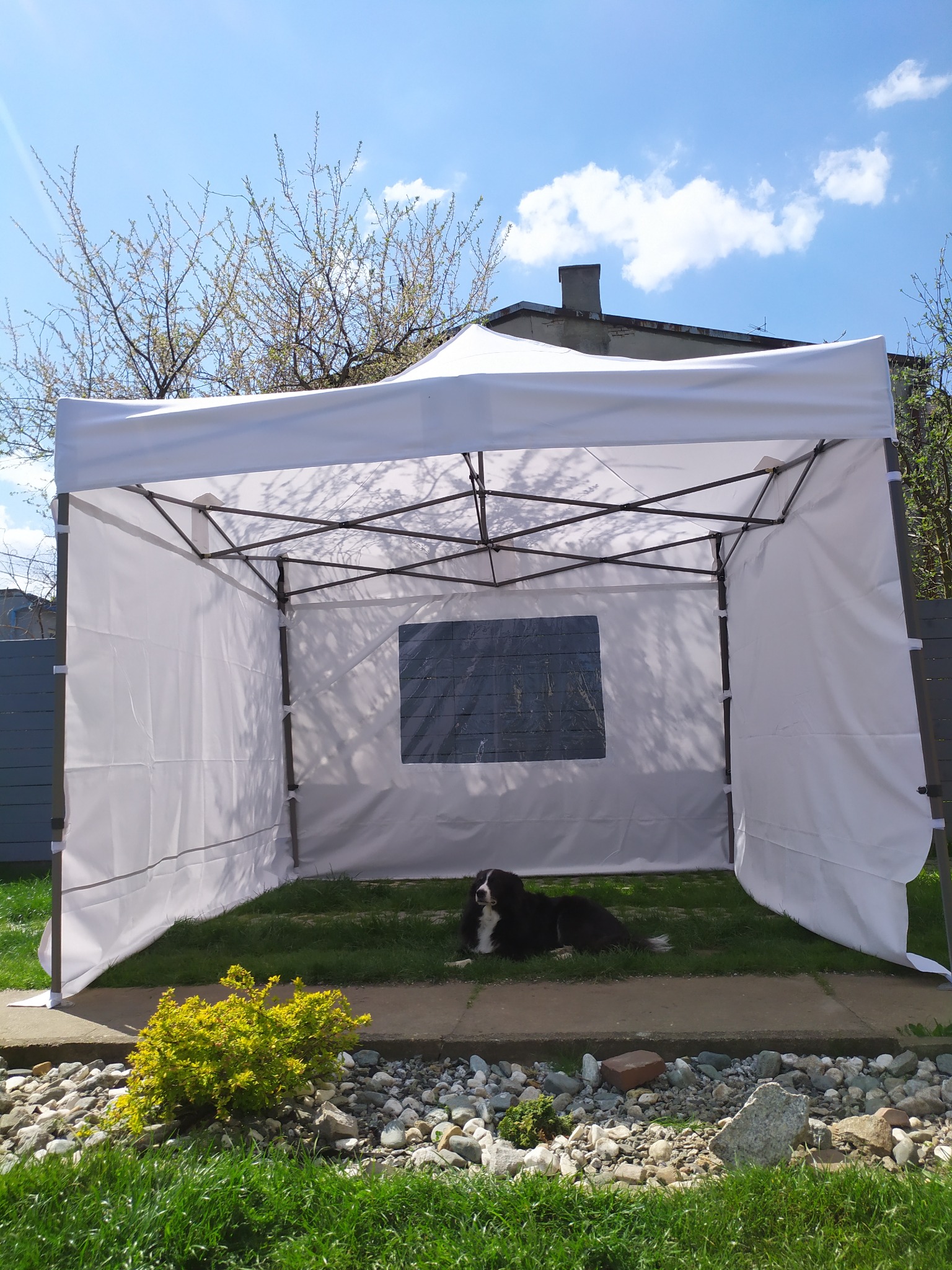 Rozłożony biały namiot na trawie w ogrodzie, z relaksującym się psem rasy border collie w środku, widoczne kamienie i krzew, błękitne niebo w tle.