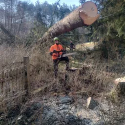 Drwal w pomarańczowej kurtce i kasku, z piłą spalinową Stihl, stoi obok powalonego drzewa z widocznym świeżym przekrojem, drugi pracownik w tle, resztki drewna na ziemi.