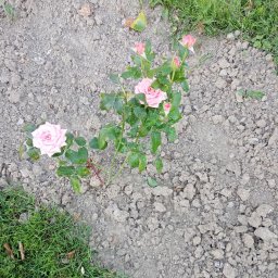 Damian - Malowanie Fasady Włocławek