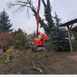 Cięcie drzewa z podnośnika koszowego, widoczne odcięte gałęzie na ziemi, drzewo częściowo pokryte bluszczem, pochmurny dzień.