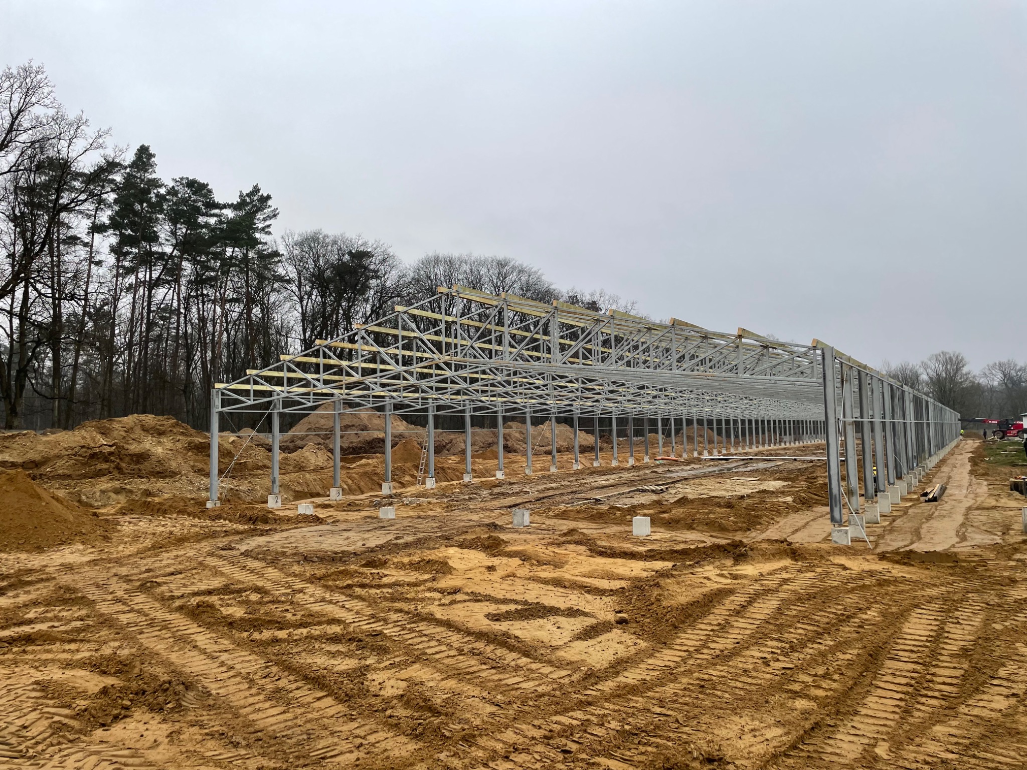 Wznoszenie stalowej konstrukcji hali na placu budowy, widoczne stalowe słupy i kratownica dachu, ziemia z wyraźnymi śladami opon maszyn budowlanych, w tle las.