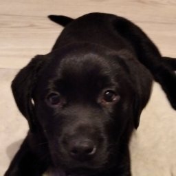 Wyprowadzanie psów Giecz 1