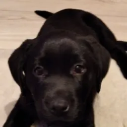 Szczeniak rasy Labrador Retriever leży na białym, puszystym dywanie, patrząc prosto w obiektyw, z widoczną podłogą z paneli w tle.