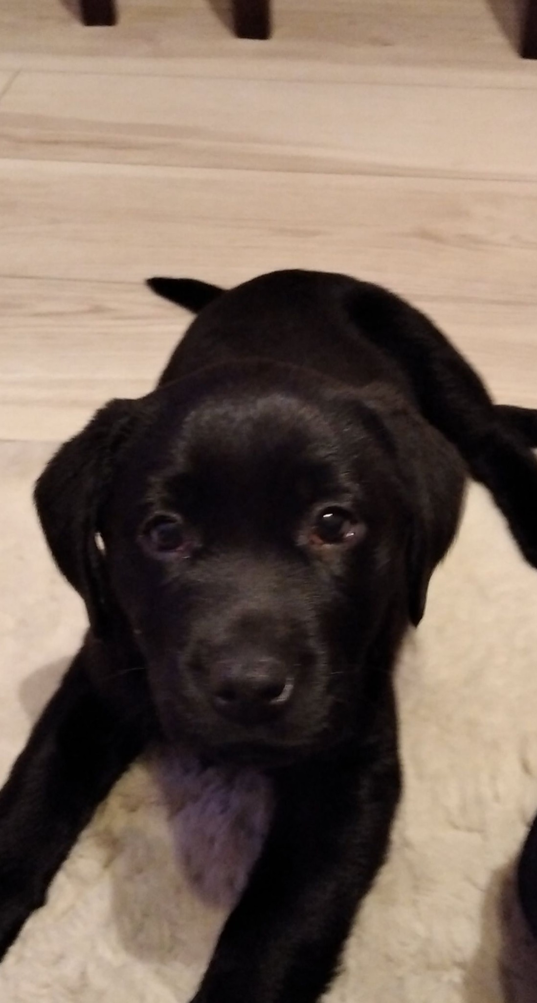 Szczeniak rasy Labrador Retriever leży na białym, puszystym dywanie, patrząc prosto w obiektyw, z widoczną podłogą z paneli w tle.