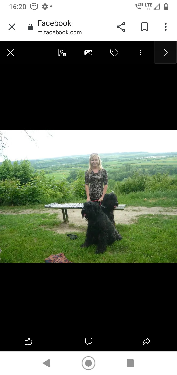 Kobieta w bluzce w panterkę stoi na trawie z dwoma dużymi czarnymi psami rasy sznaucer rosyjski na tle zielonego krajobrazu.