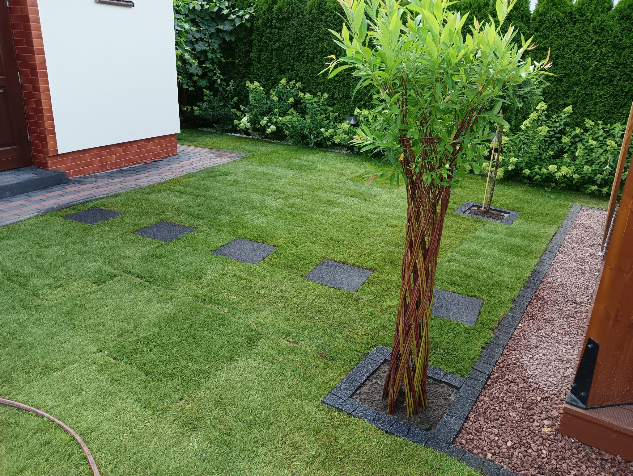 Świeżo założony trawnik z wkomponowanymi kwadratowymi płytami chodnikowymi i ozdobnymi drzewkami w obramowaniu z kostki, widok na zadbany ogród przydomowy.