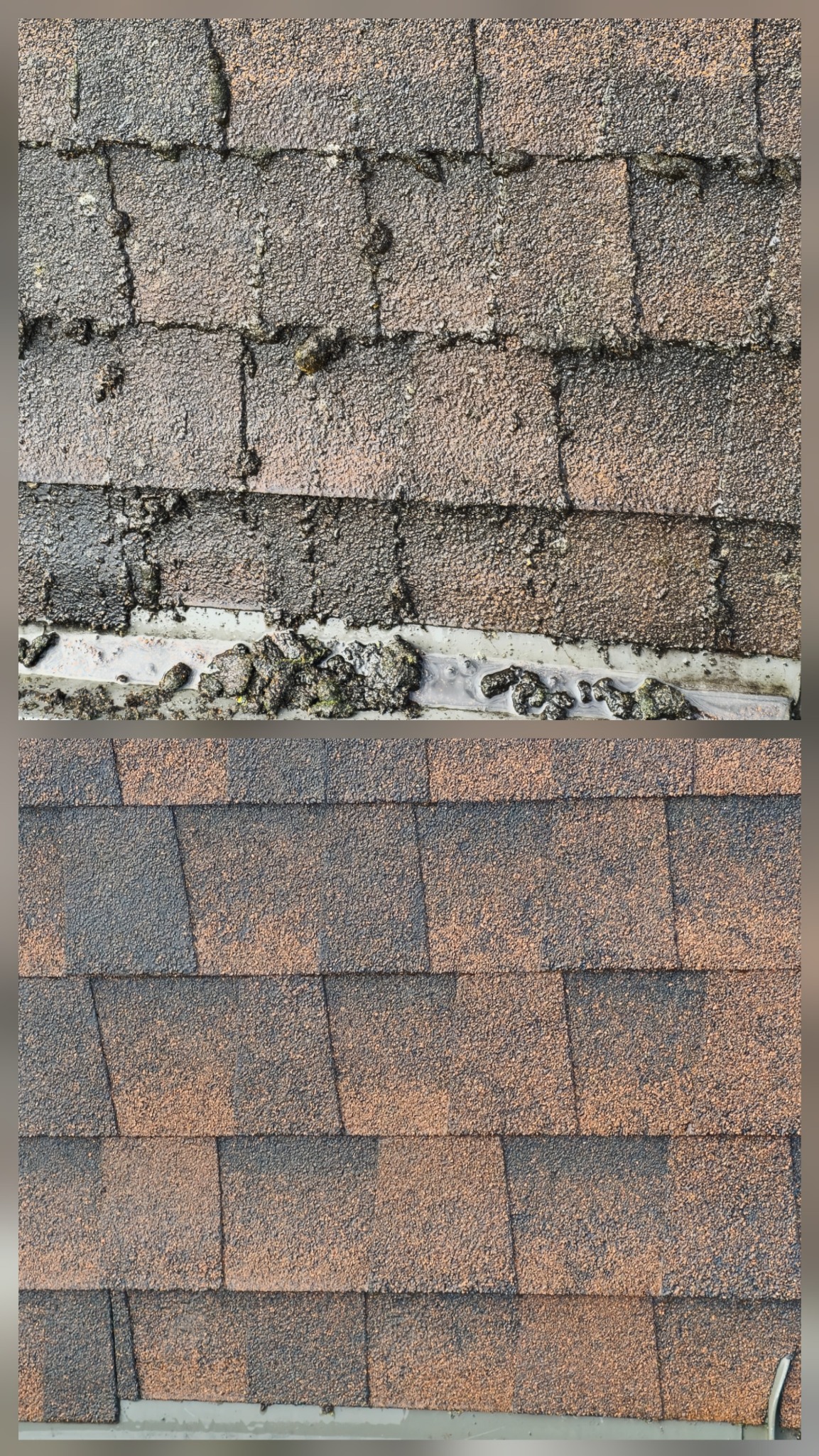 Zdjęcie dachu z gontu bitumicznego w układzie 'przed i po' czyszczeniu. Górna część pokryta mchem i zabrudzeniami, dolna część czysta, ukazująca oryginalny kolor.