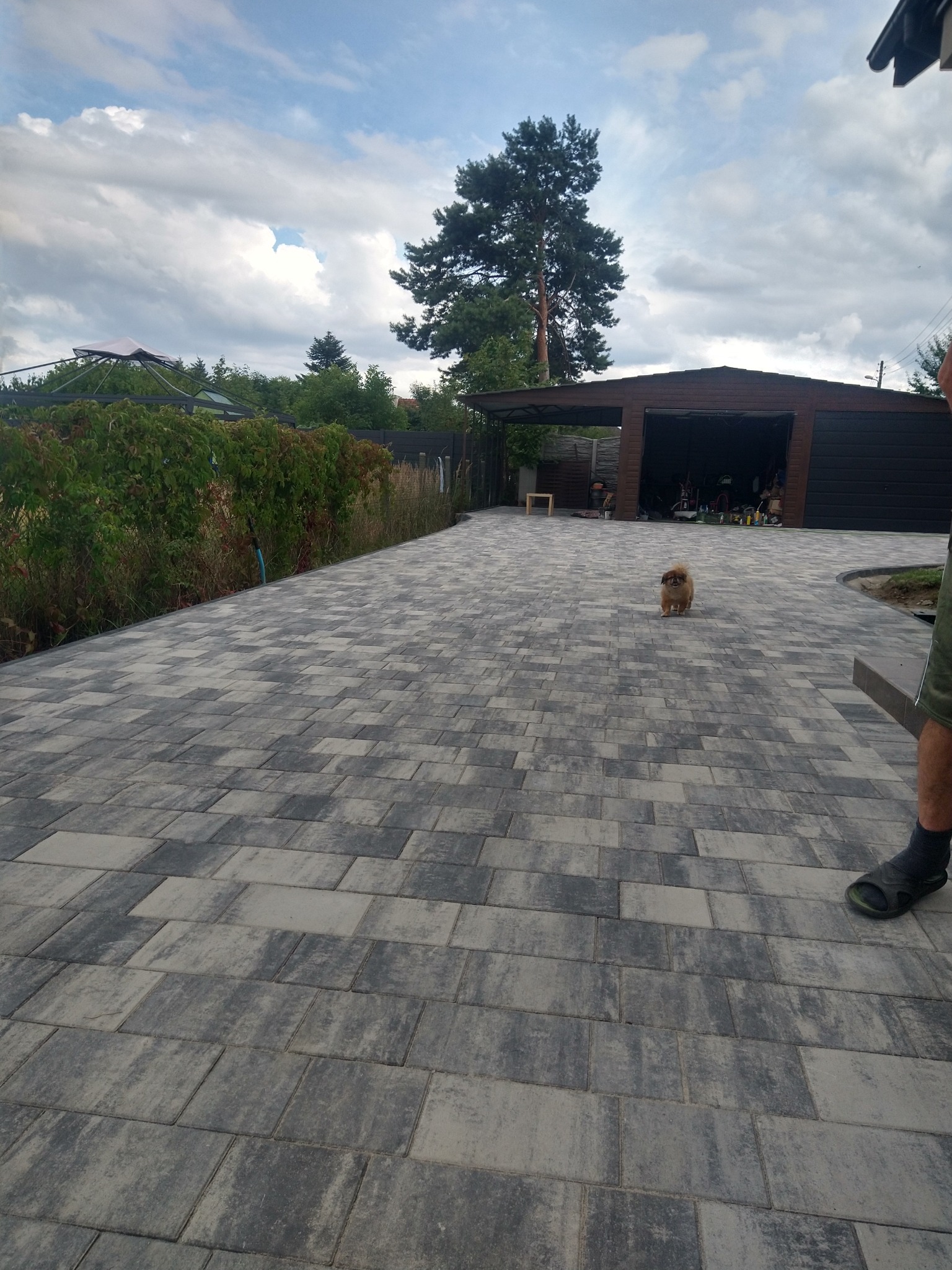 Ułożona szara kostka brukowa prowadząca do garażu, z małym psem rasy pekińczyk na środku ścieżki i częścią osoby w prawym dolnym rogu.