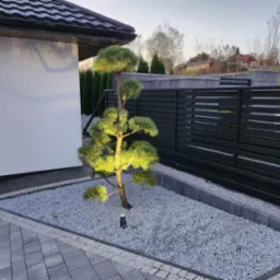 Oświetlony ozdobny sosna bonsai na tle szarego żwiru, obrzeża z kostki, nowoczesne ogrodzenie panelowe i elewacja domu, oświetlenie punktowe w żwirze.