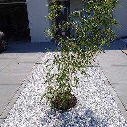 Wycinka drzew Wrocław 4