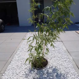 Młoda roślina bambusa w donicy, otoczona białymi kamieniami na tle nowoczesnego domu z otwartym garażem.