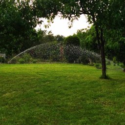 Wycinka drzew Wrocław 1