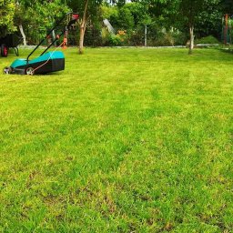 Wycinka drzew Wrocław 2