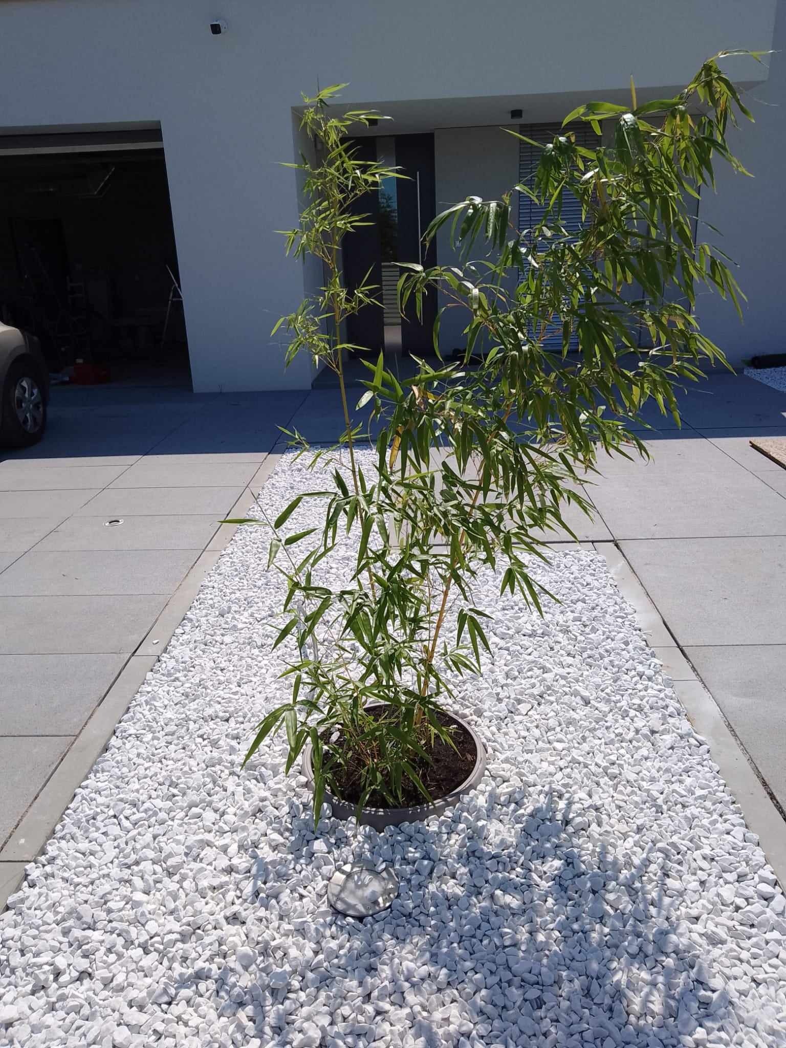 Młoda roślina bambusa w donicy, otoczona białymi kamieniami na tle nowoczesnego domu z otwartym garażem.