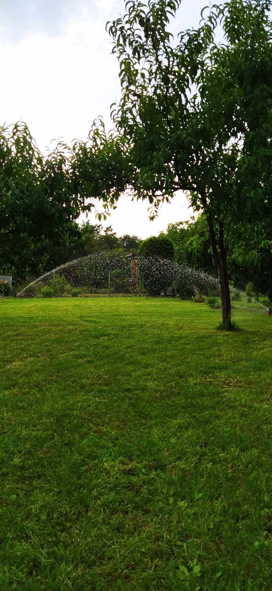 Automatyczny system nawadniania trawnika w ogrodzie, z widocznymi drzewami i delikatną mgiełką wody rozpryskiwaną przez zraszacze.