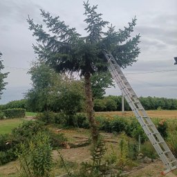 Pielęgnacja użytków zielonych - Przycięte drzewo iglaste z opartą o pień długą drabiną, wokół leżą świeżo ścięte gałęzie. W tle zielony krajobraz pod pochmurnym niebem.