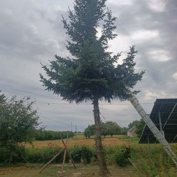 Pielęgnacja użytków zielonych - Wysokie drzewo iglaste z drabiną opartą o pień, po przycinaniu gałęzi, ze stosem trocin u podstawy. W tle panele fotowoltaiczne i wiejski krajobraz pod zachmurzonym niebem.