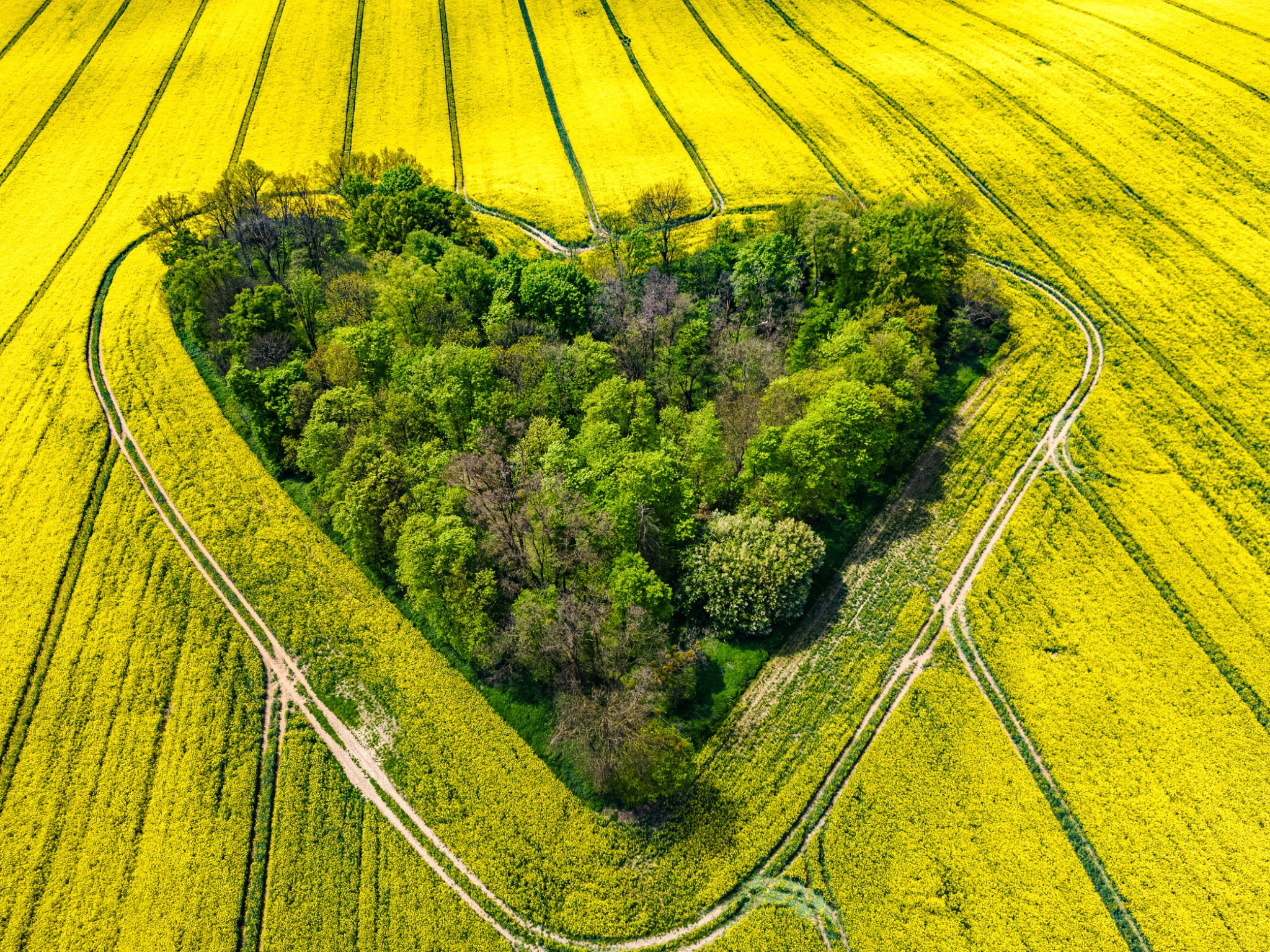 Zagajnik miłości, Skarszyn k/Trzebnicy