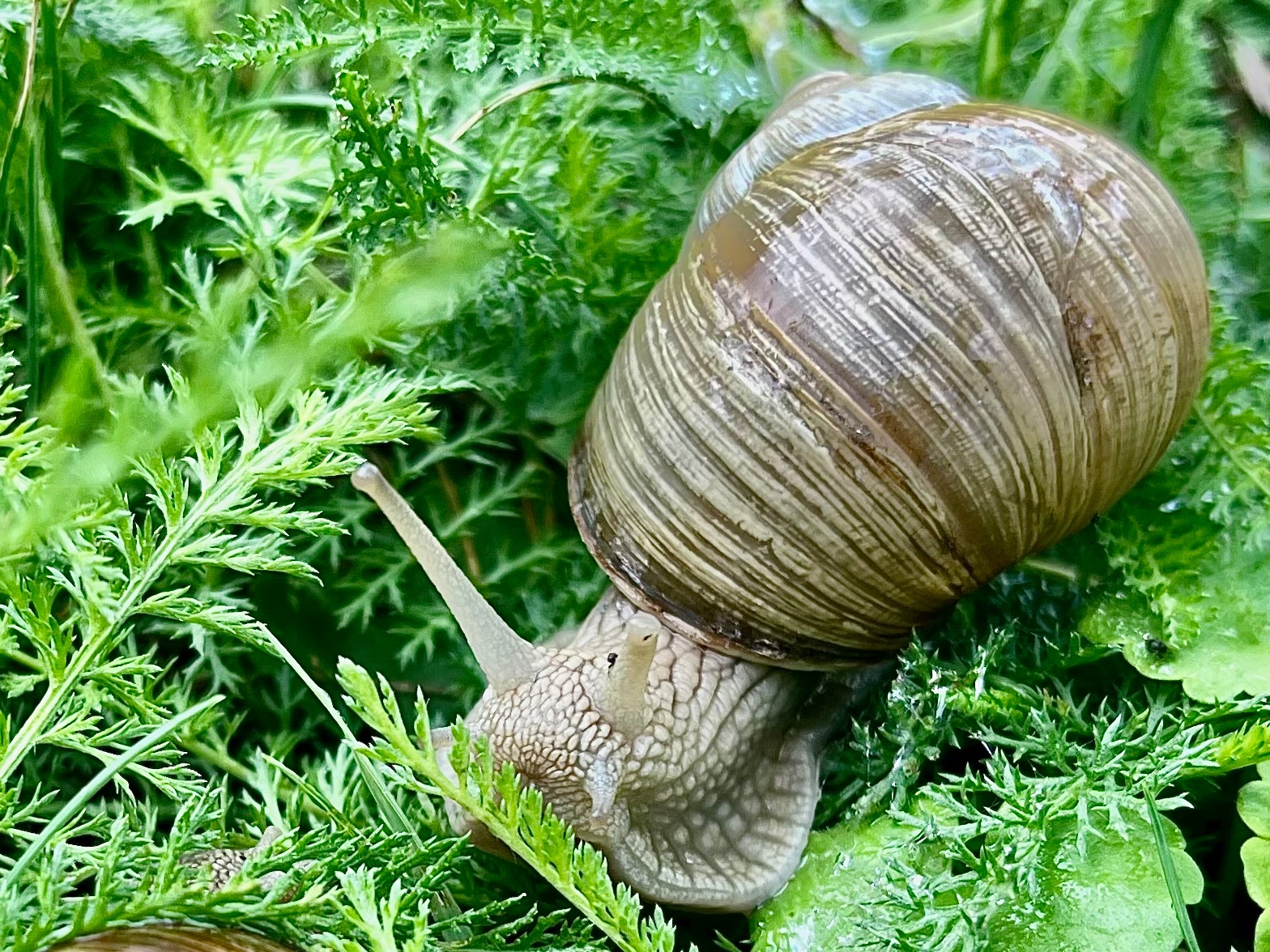 Ślimak, ślimak wystaw rogi