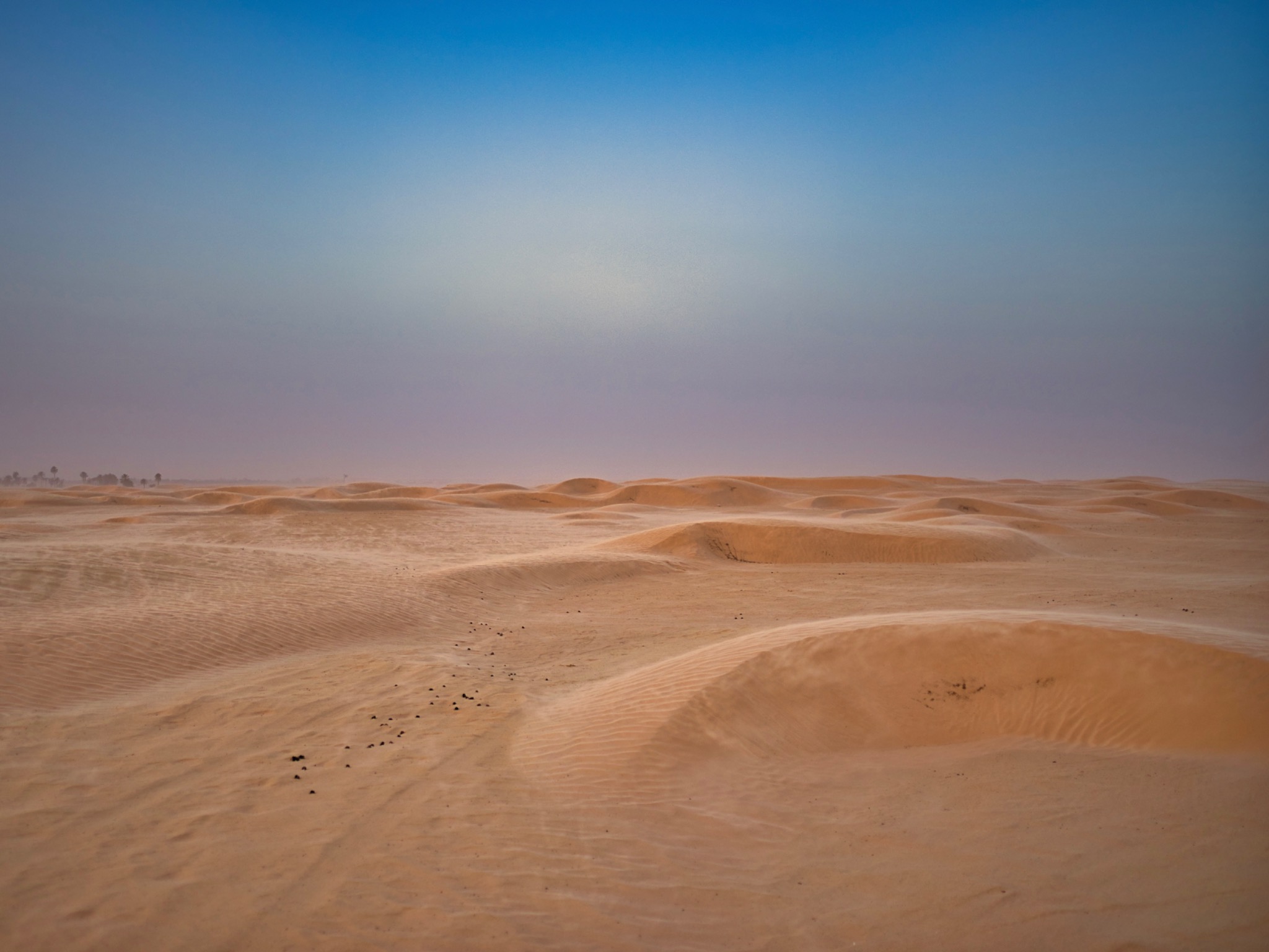 Rozległy krajobraz Sahary z piaszczystymi wydmami, gdzie wiatr unosi piasek, tworząc delikatne smugi na powierzchni, a na horyzoncie widoczne są nieliczne drzewa.